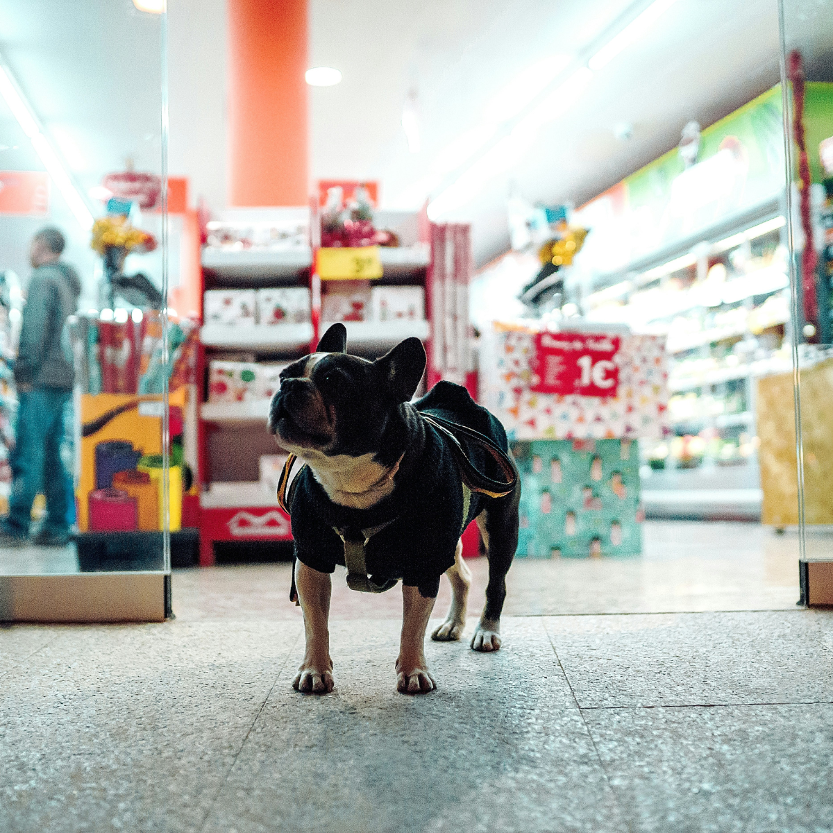 Pet Essentials